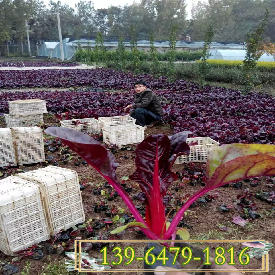 红叶甜菜培育营养钵苗批发基地 红叶甜菜小苗报价 红叶菠菜种植 