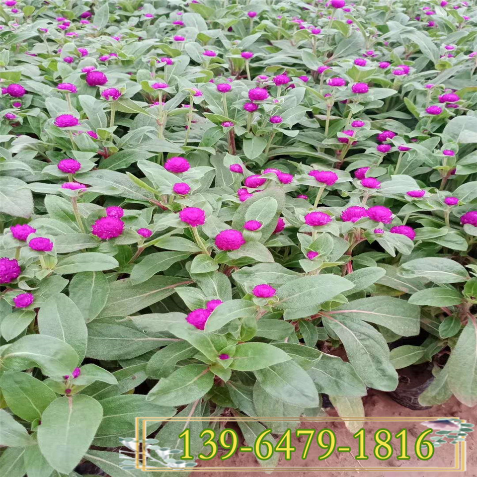 千日红多年生草花小苗种植基地批发
