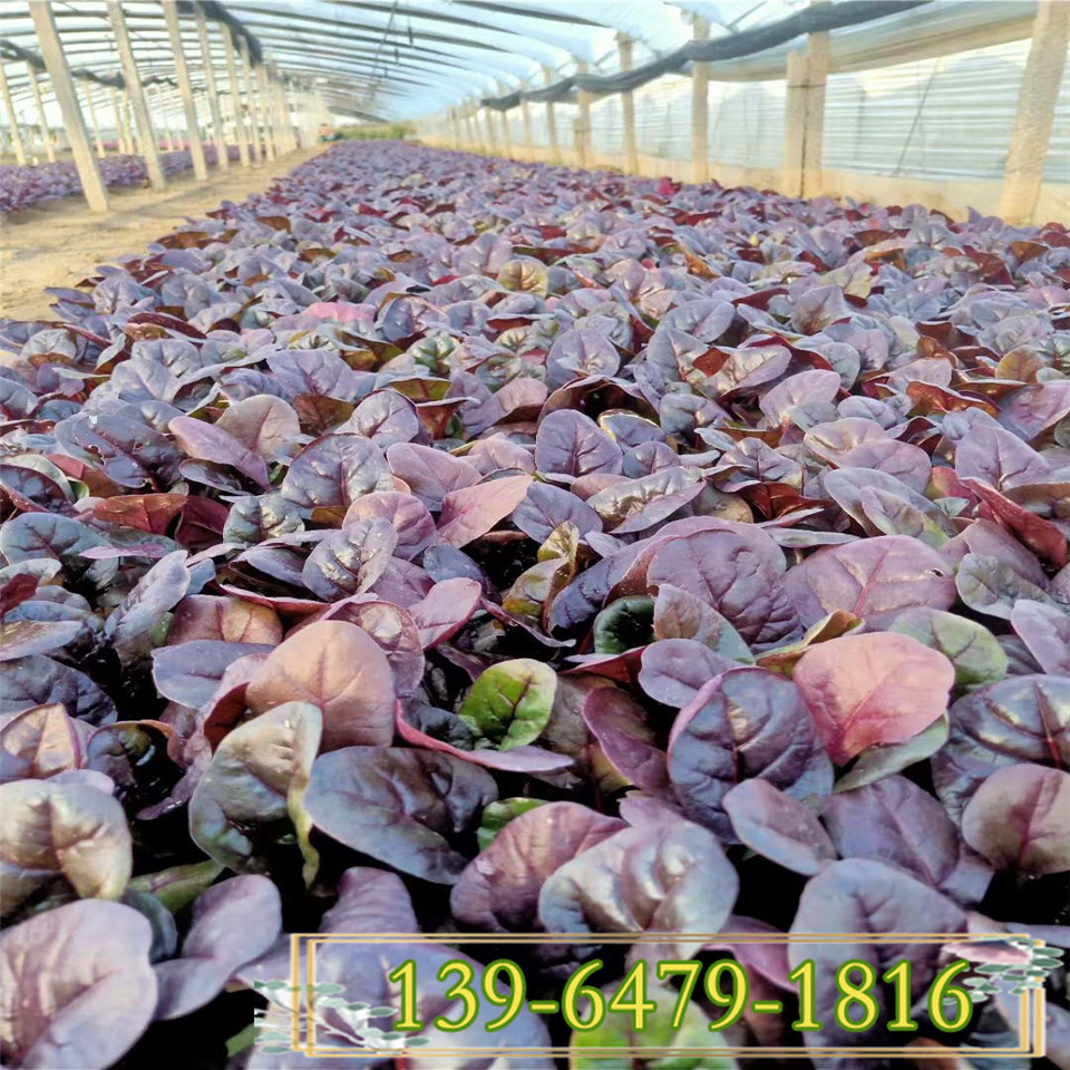 供应优良抗冻花卉红叶甜菜耐寒力强 冬季草花彩色植物红叶菠菜 