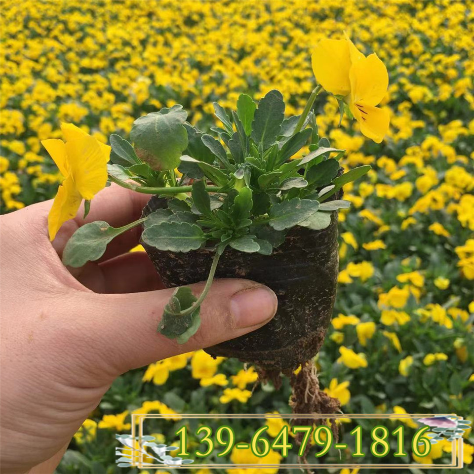 冬季草花角瑾苗基地批发 供应蓝色角瑾营养钵苗 耐寒抗冻花期长