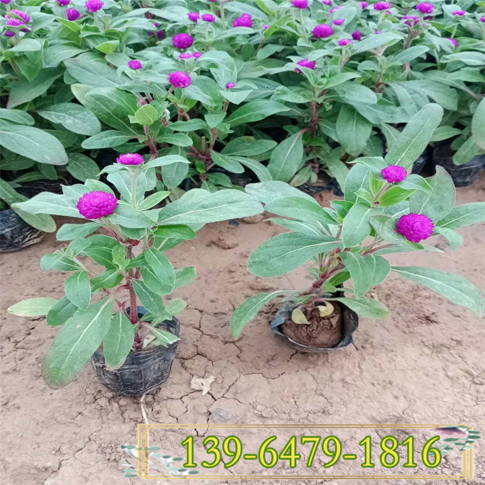山东耐贫瘠花卉千日红小苗 时令草花千日红盆苗 青州彩诺花卉