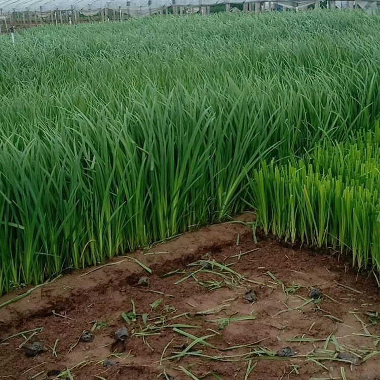顺和水生植物小苗批发基地 出售水生鸢尾 黄花鸢尾
