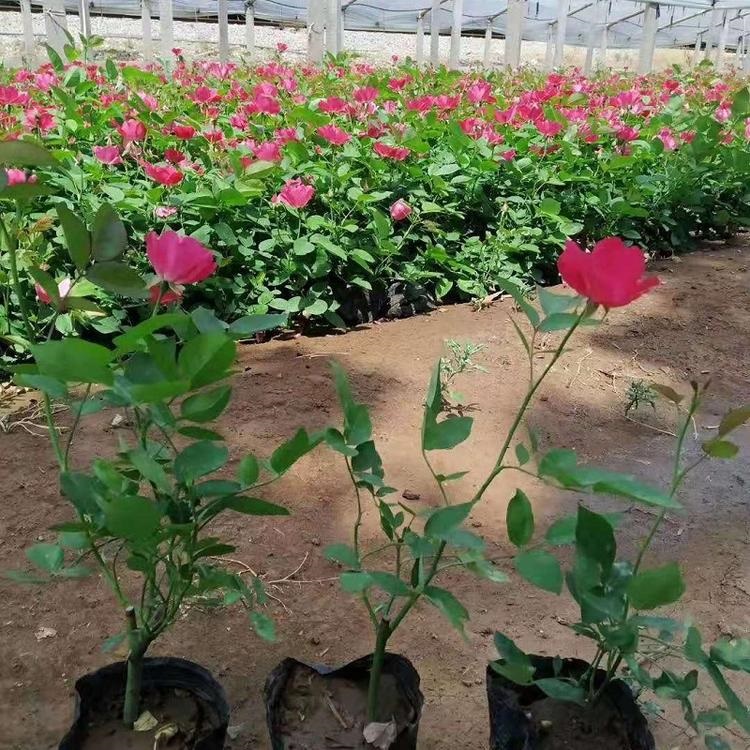 丰花月季供应  月季花坛 月季大量批售