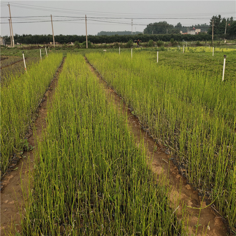 木贼批发 苗圃供应 青州木贼