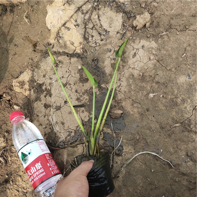 梭鱼草基地 自产自销 山东水生梭鱼草