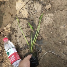 梭鱼草基地 自产自销 山东水生梭鱼草