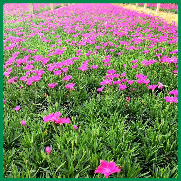 欧石竹销量好 批发欧石竹 基地批发 常年开花欧石竹