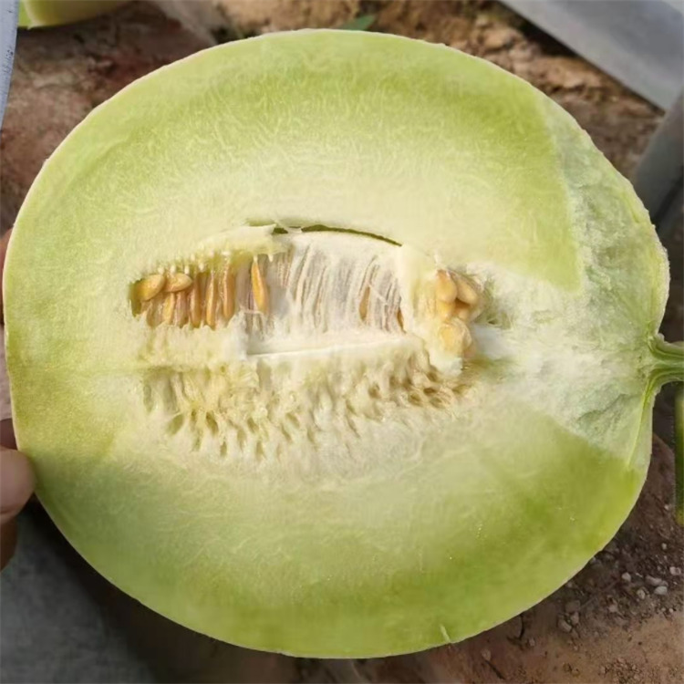 正圆玉菇种苗 寿光甜瓜 甜瓜种苗 量大价优