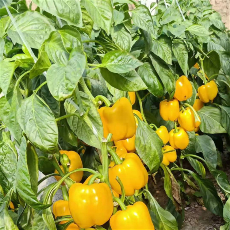 彩椒苗 黄菜椒 彩色辣椒种苗 寿光种苗
