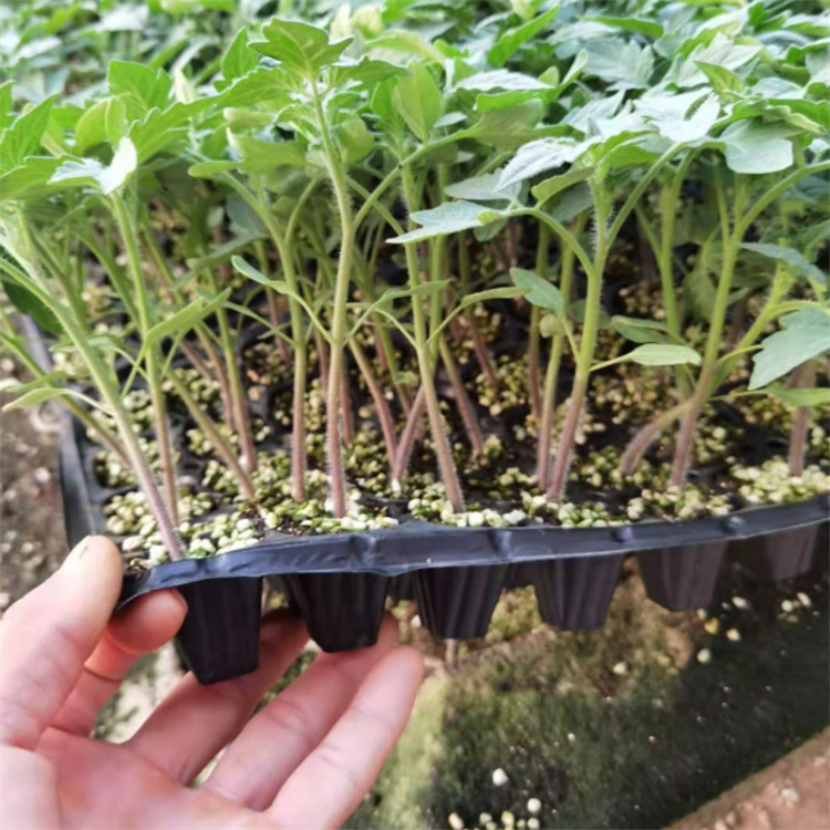 番茄苗 潍坊种苗供应 口感好西红柿苗 种苗基地培育