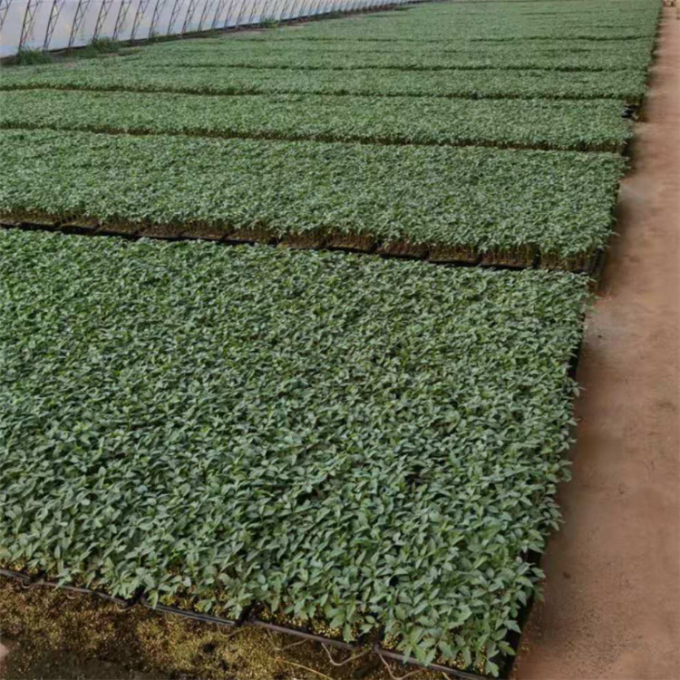 番茄种苗 潍坊种苗供应 抗死棵种苗 种苗基地培育