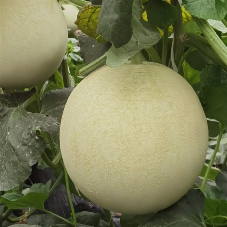 正圆玉菇甜瓜苗 出售 汁多蜜甜 批发零售