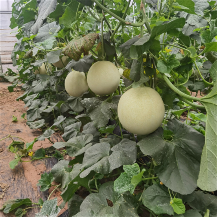玉菇甜瓜苗 寿光甜瓜 甜瓜新品种 量大价优