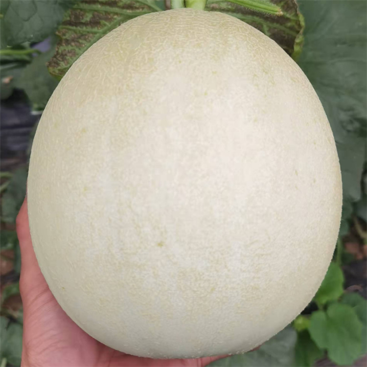 玉菇甜瓜苗 寿光甜瓜 肉嫩爽口 批发零售