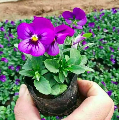 角堇价格 角堇小苗 