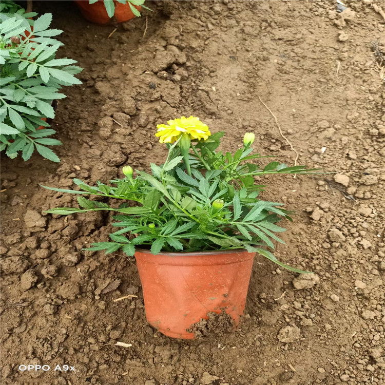 孔雀草小苗批发价格 橙色孔雀草销售 孔雀草品质保证