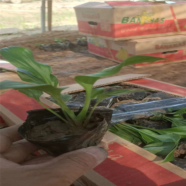 紫花玉簪批售 江瑞紫花玉簪价格 紫花玉簪基地供应 山东紫花玉簪一手供应