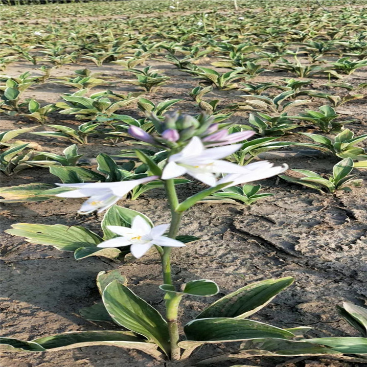 金边玉簪供应 基地种植金边玉簪 山东金边玉簪批发商 江瑞园艺