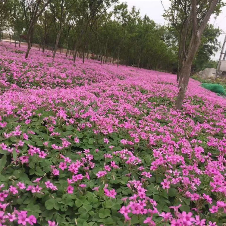 绿叶酢浆草 红花酢浆草批发 醡浆草价格