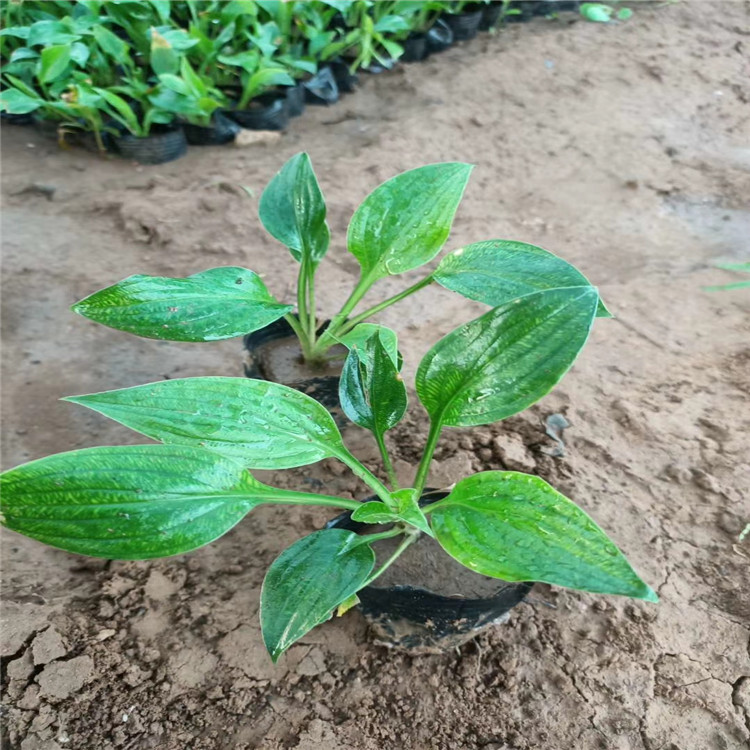 批发紫花玉簪 紫花玉簪价格 江瑞园艺紫花玉簪培育基地 山东紫花玉簪种植基地