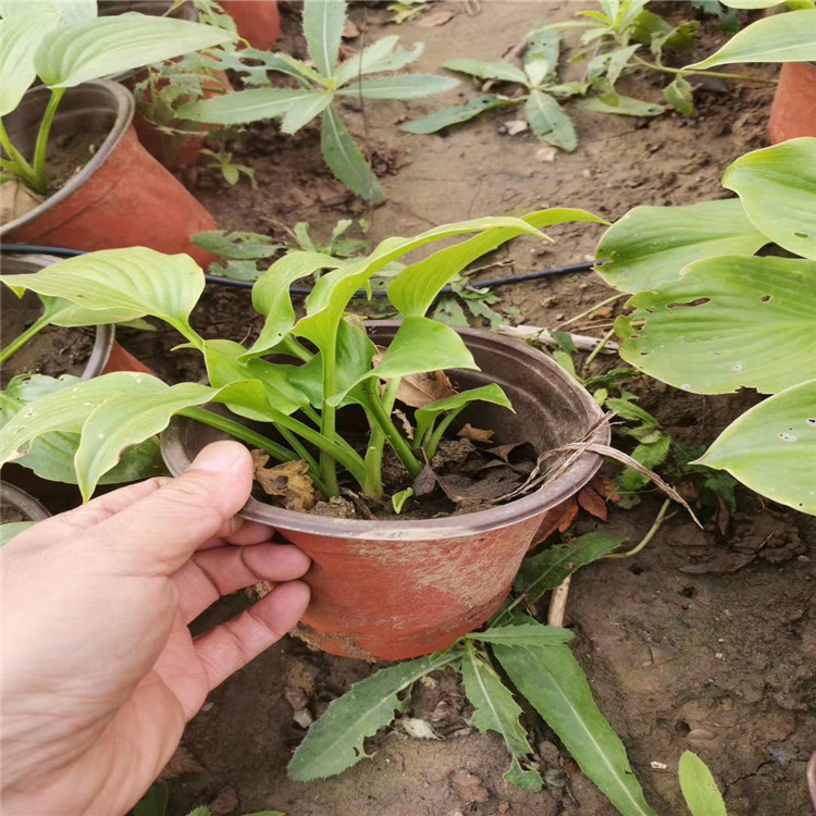 白花玉簪价格咨询江瑞园艺 白花玉簪厂家 白花玉簪价格 白花玉簪基地批发