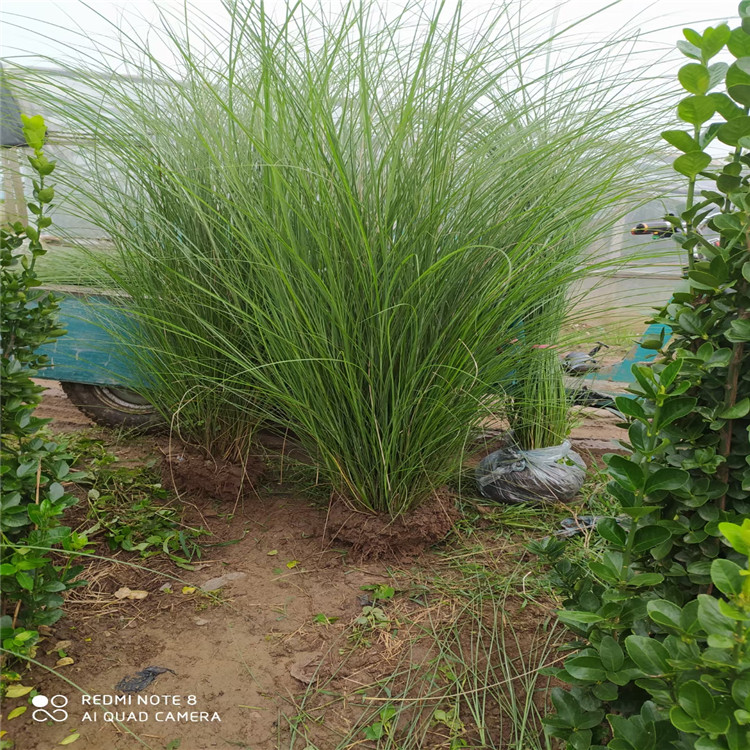 观赏草批发 观赏草种类 青州观赏草基地报价 观赏草种植供应