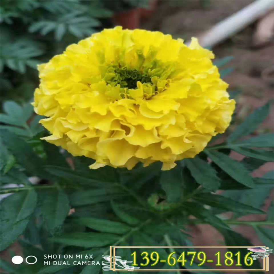 黄色花卉万寿菊营养钵苗 大量供应万寿菊 青州草花种植基地