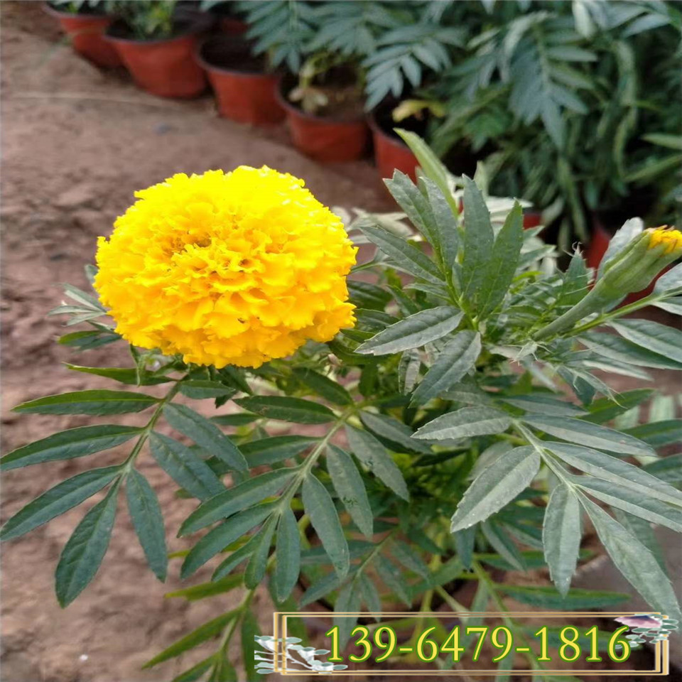 时令草花万寿菊杯苗 万寿菊苗 广场租摆绿化园林常用花