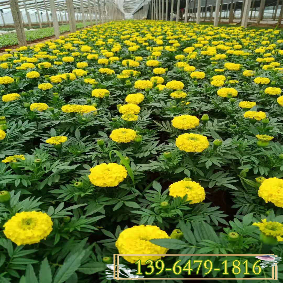 求购草花万寿菊简易盆苗 绿化工程用万寿菊小苗 地被草花万寿菊