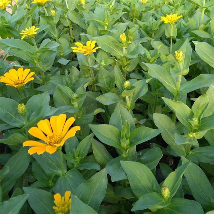 盆栽百日草 黄色花朵百日草 基地直销红花百日菊