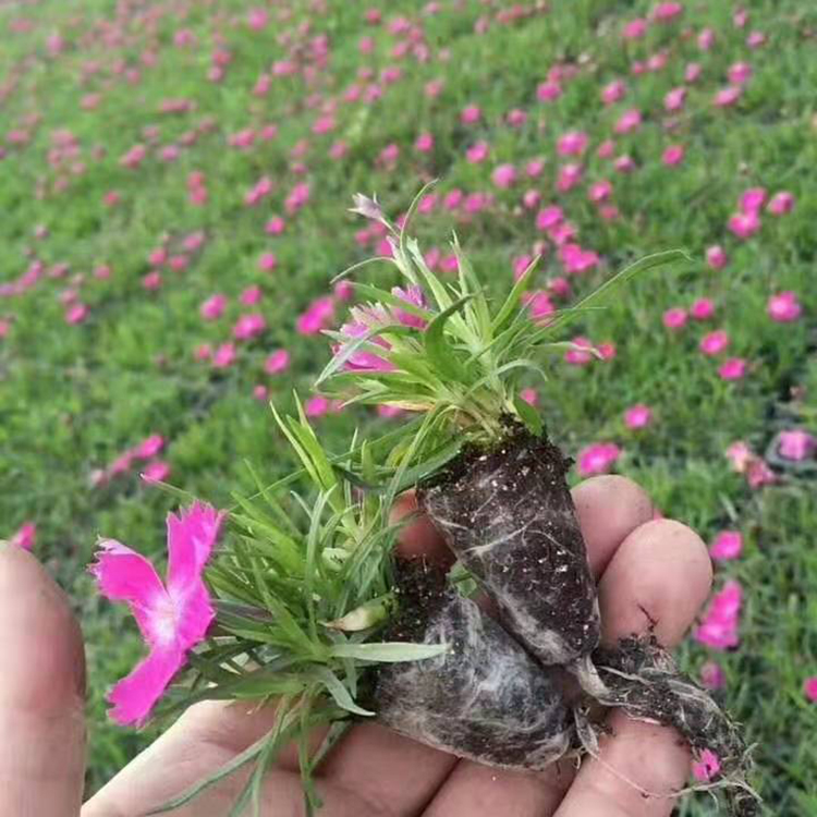 欧石竹小苗 欧石竹盆栽报价 来电订购欧石竹