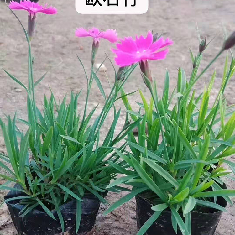青州草花欧石竹出售 欧石竹营养杯苗 来电订购欧石竹