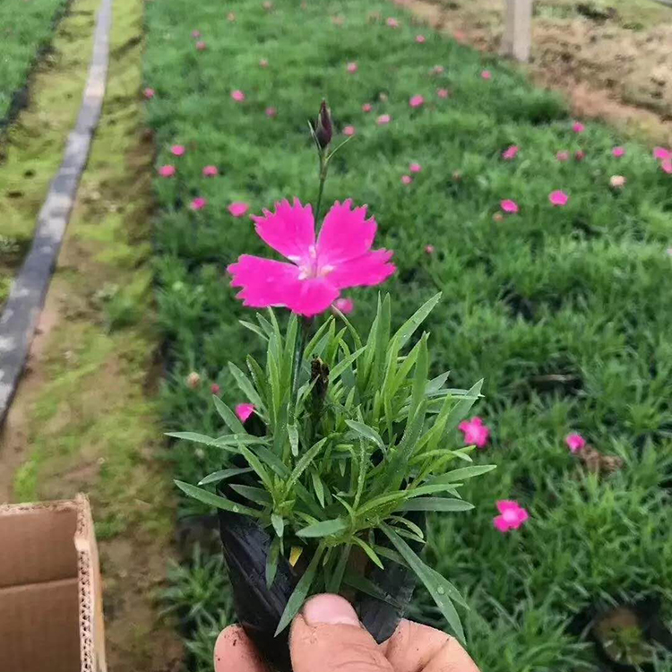 欧石竹穴盘苗 批发销售欧石竹花苗 欧石竹基地种植