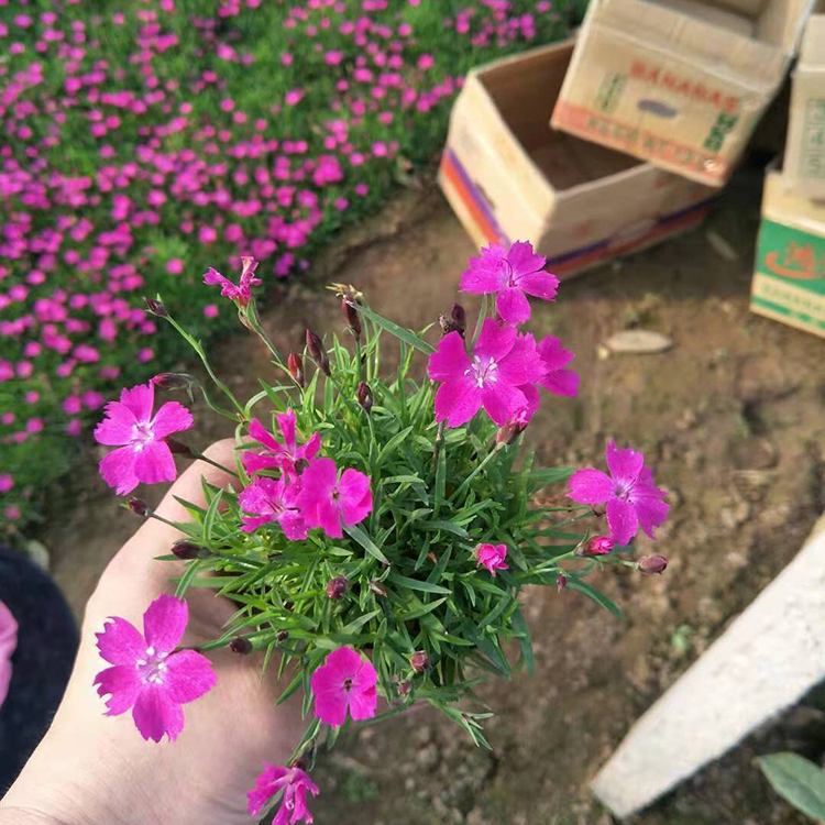 欧石竹穴盘苗 杯苗共赢基地 欧石竹小苗批发
