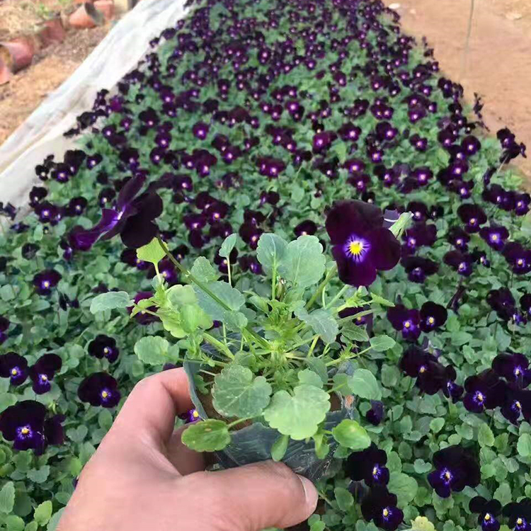角堇 紫花角堇 优良角堇小苗报价