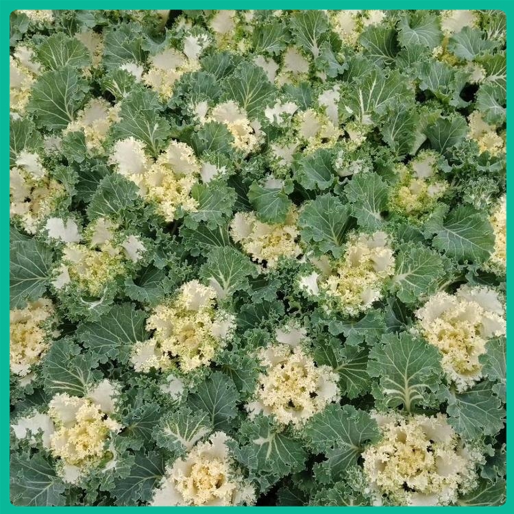 好苗出售 陌上花开地被绿化用羽衣甘蓝基地供应