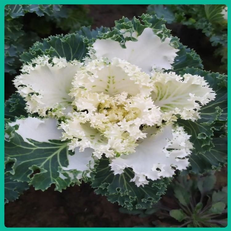 耐寒花卉 羽衣甘蓝小苗批发【陌上花开】青州花卉供应商