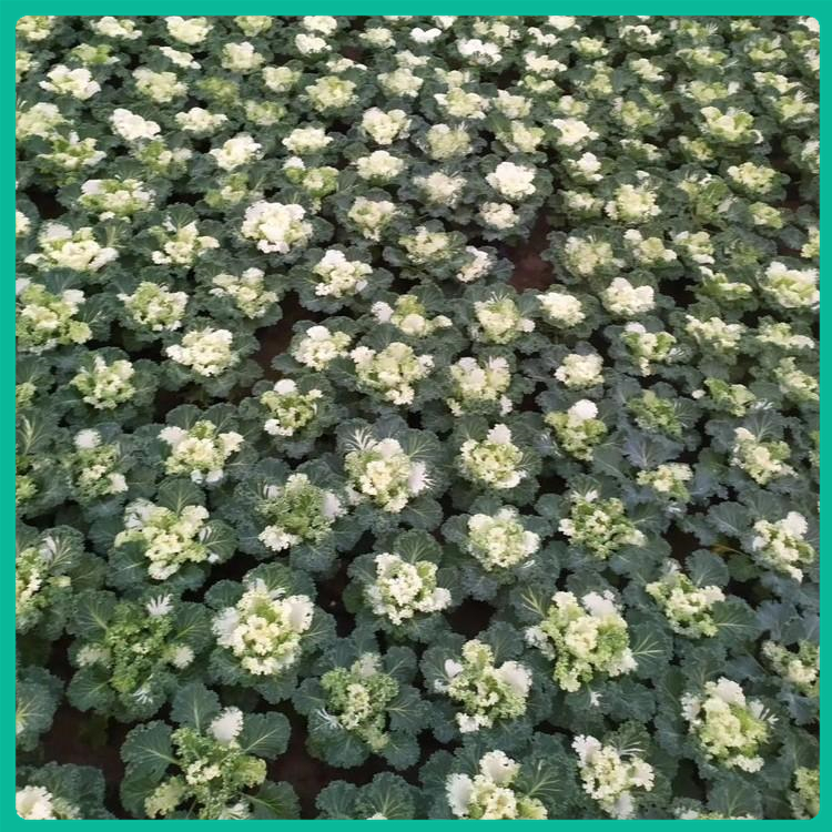 羽衣甘蓝株高20-40cm 青州羽衣甘蓝种植基地