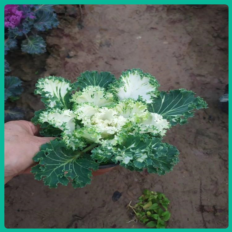 观叶羽衣甘蓝 种植羽衣甘蓝基地 供应冬季耐寒花卉