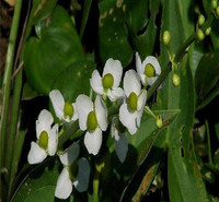 青州花卉基地 慈菇 慈菇供应商 基地种植