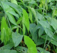 青州花卉基地 燕尾草 慈菇价格 基地种植