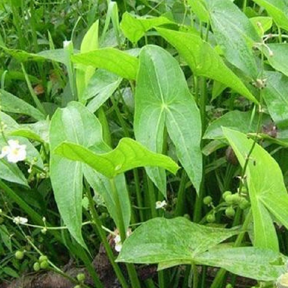 水生植物苗直销 剪刀草 慈菇价格 苗圃基地批发