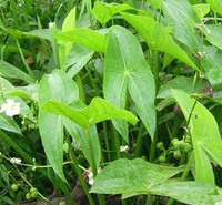 水生植物苗直销 剪刀草 慈菇价格 苗圃基地批发