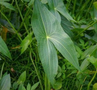 基地种植 慈菇小苗 出售现苗慈菇