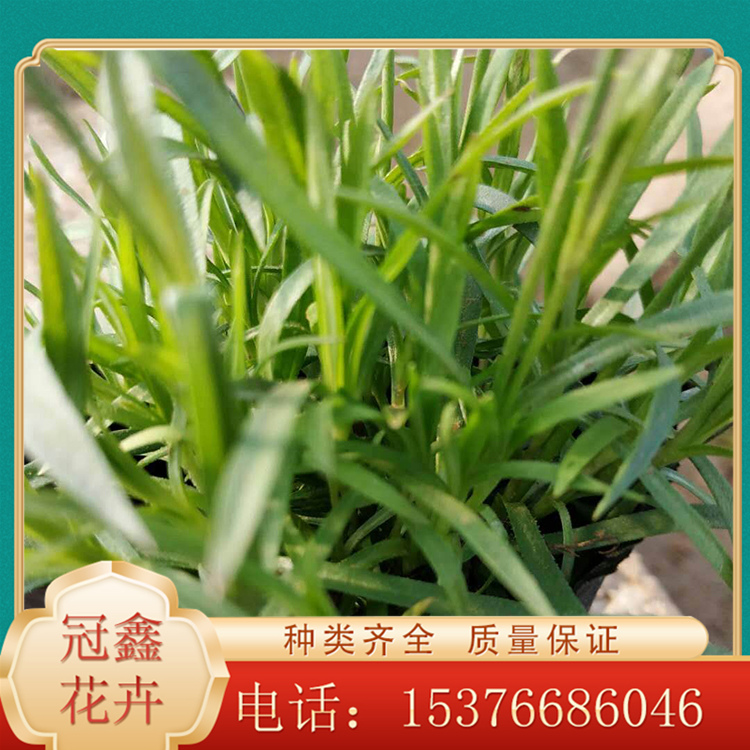 欧石竹批发商 基地直销欧石竹观赏苗 冠鑫花卉
