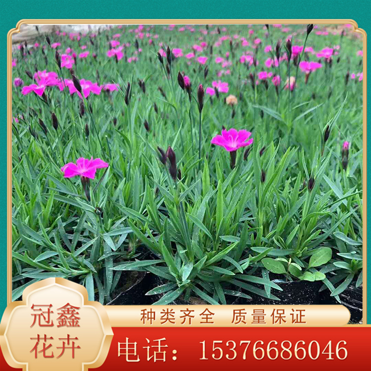青州冠鑫_欧石竹_开花欧石竹小苗  基地优惠直发