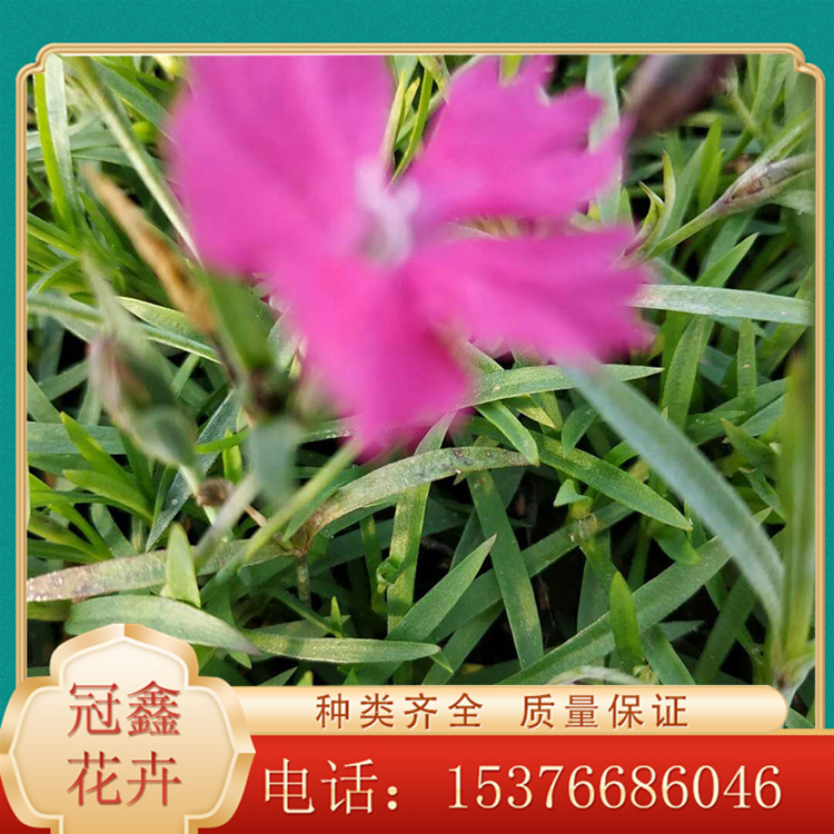 开花欧石竹小苗 冠鑫欧石竹价格 