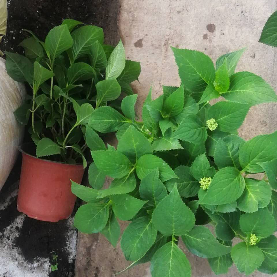 无尽夏绣球花苗 批发无尽夏绣球花苗 无尽夏绣球花苗培育基地