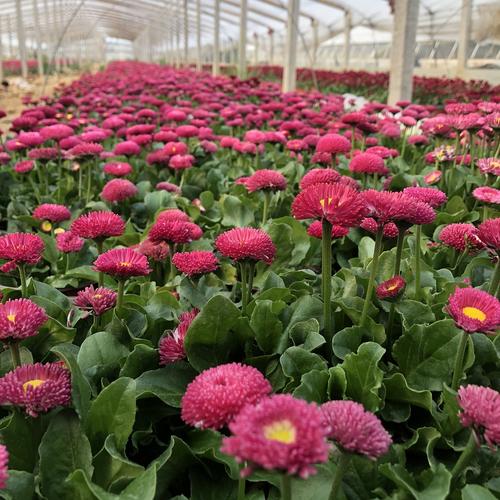 青州市丽都花卉苗木有限公司 图 2