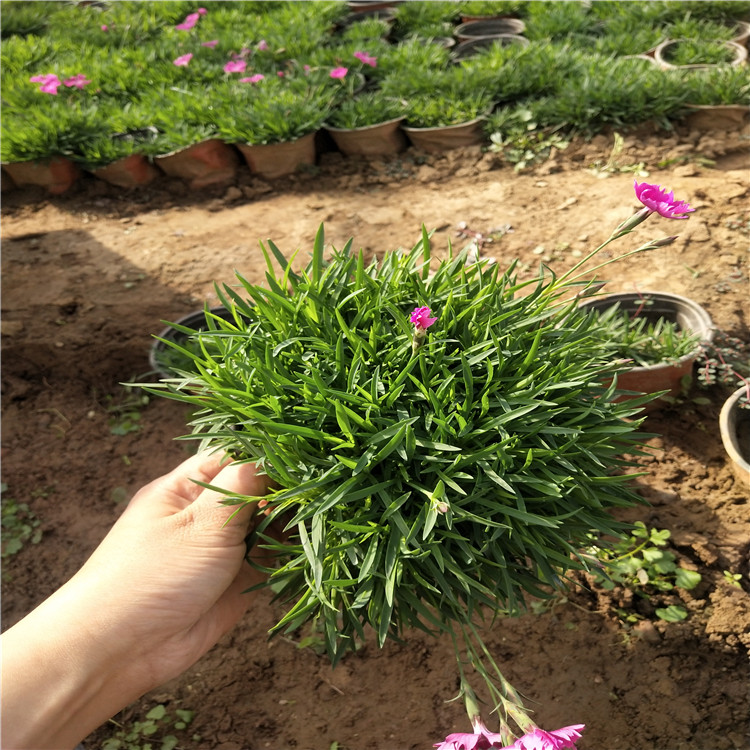 青州欧石竹种植基地 欧石竹价格表 欧石竹批售 江瑞园艺